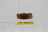 藏品(萬歲大眼蟹)的圖片